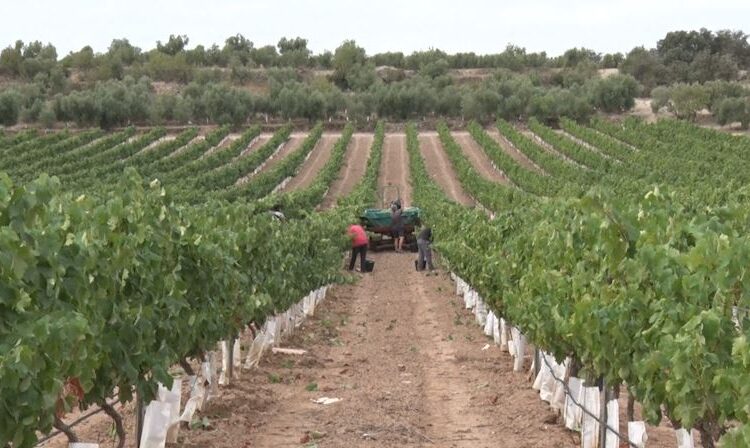 Prematures, poc productives i de reg: la tendència de les últimes veremes a la Vall del Corb